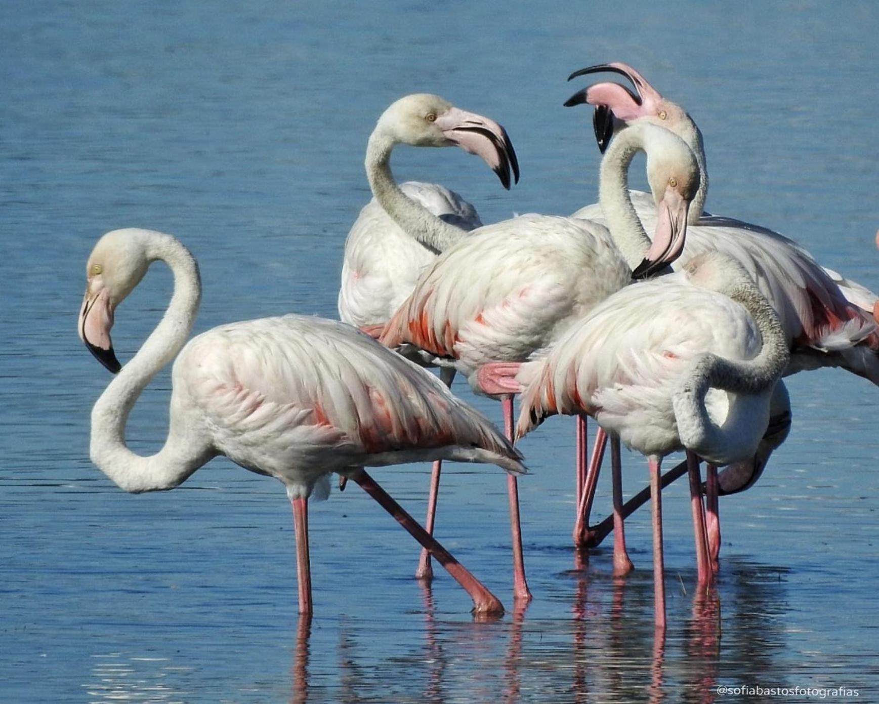 Отель Flamingo'S Bay Корройюш Экстерьер фото